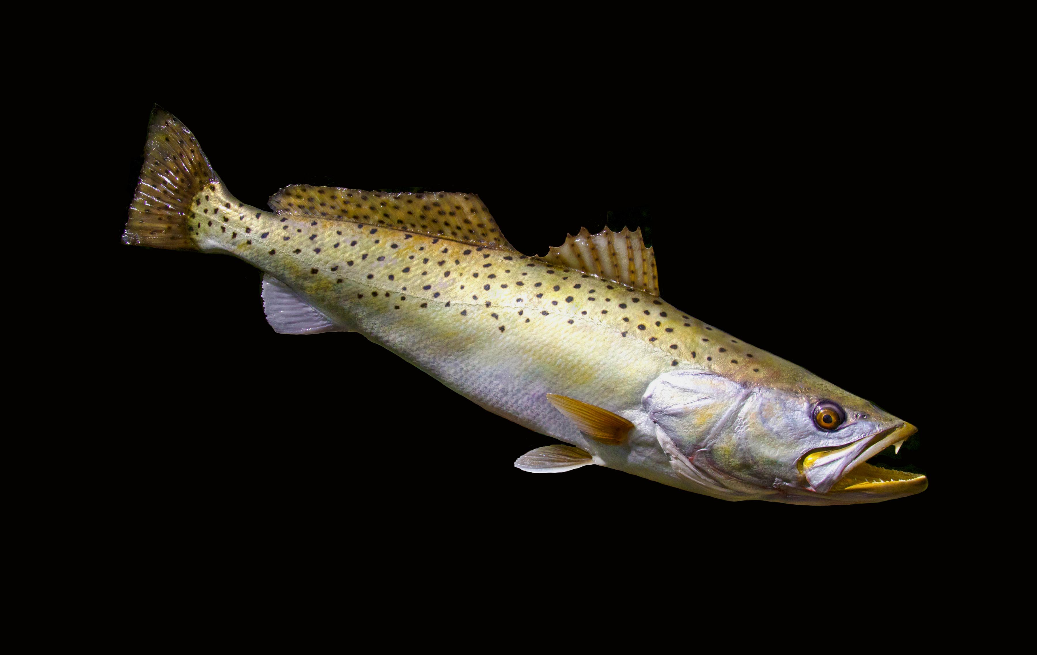Spotted Sea Trout